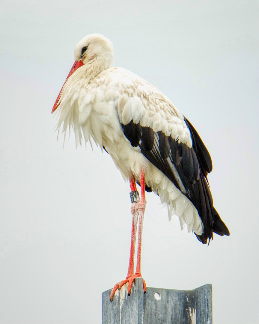 Klapperstorch