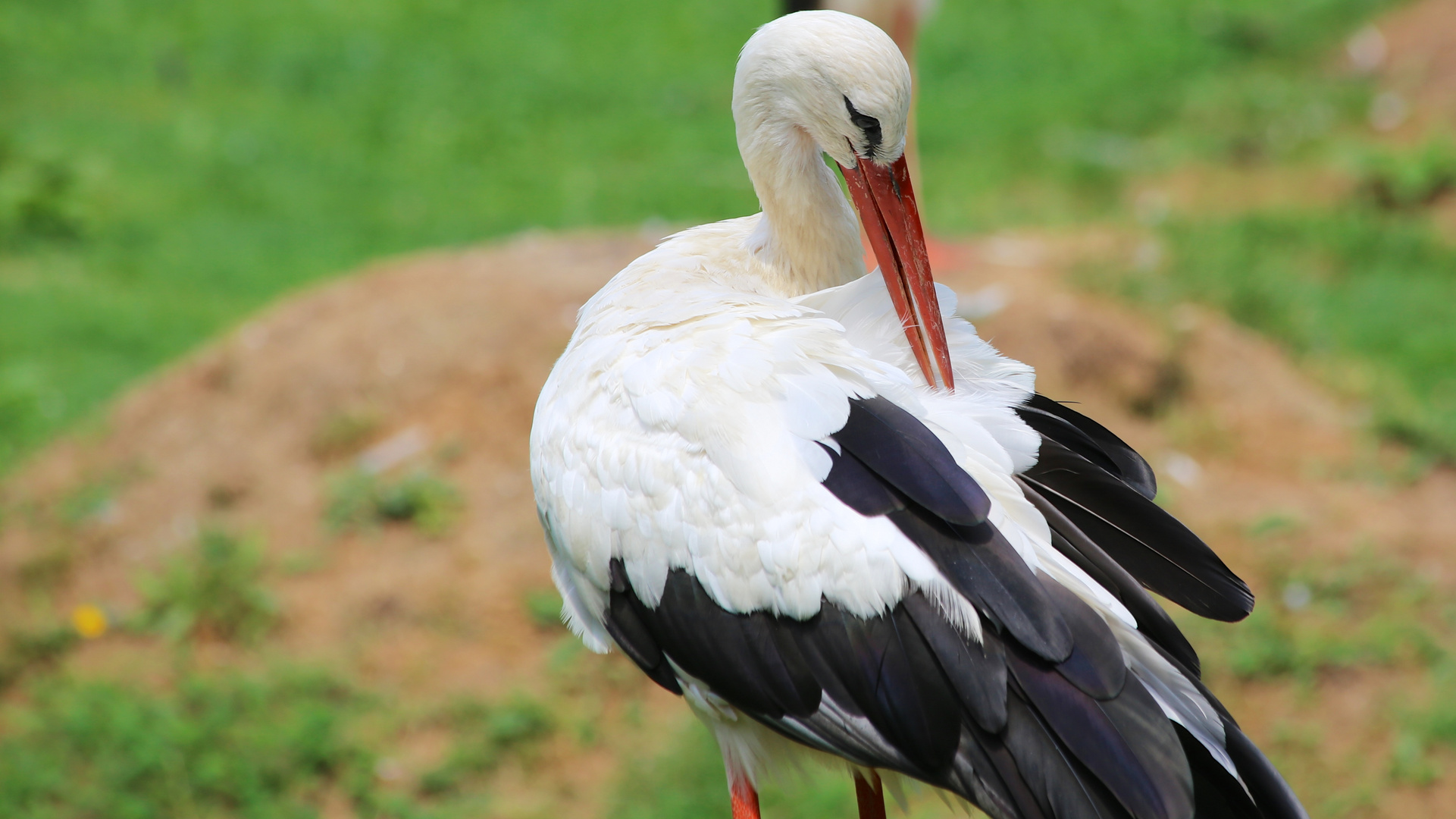 Klapperstorch