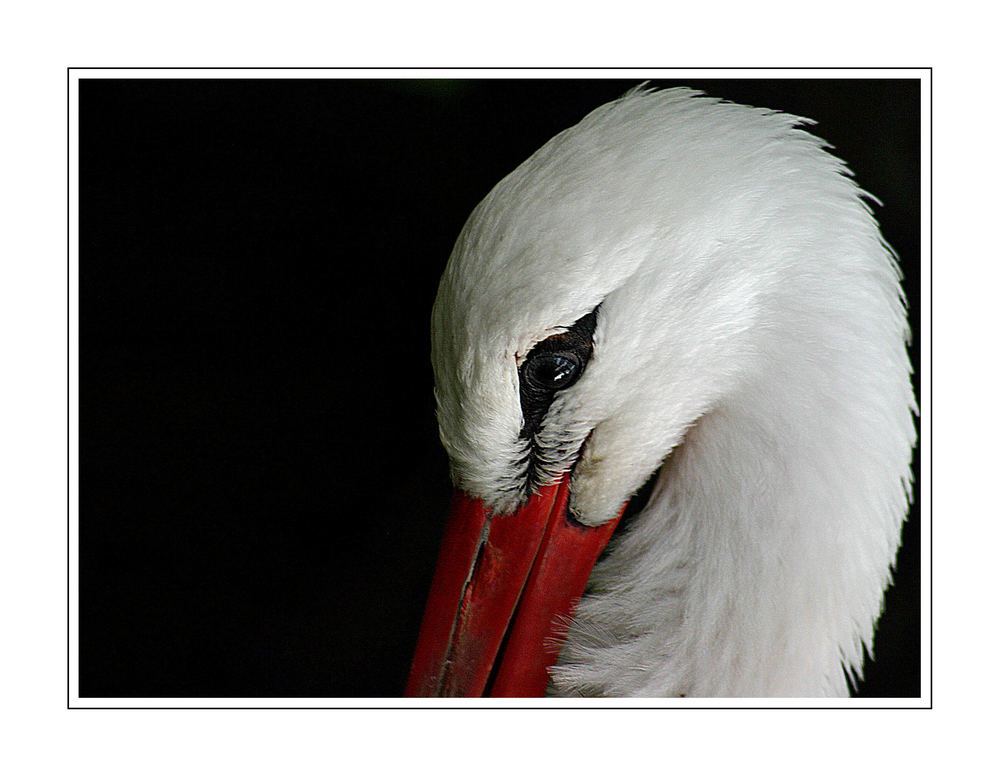 Klapperstorch