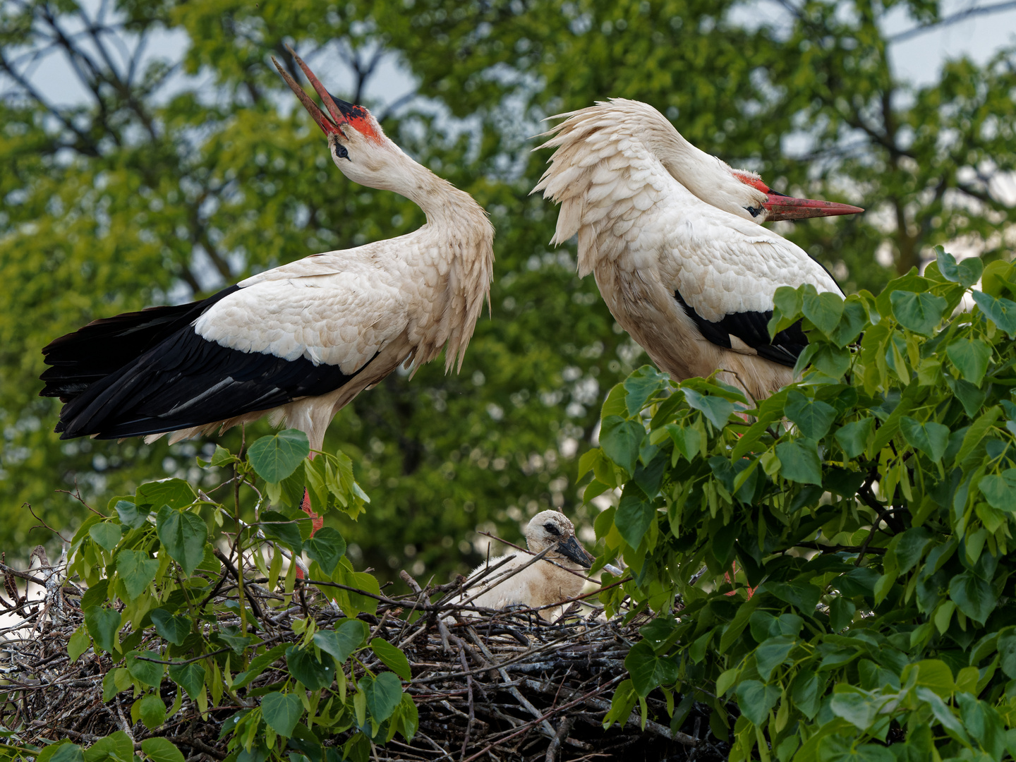 Klapperstorch