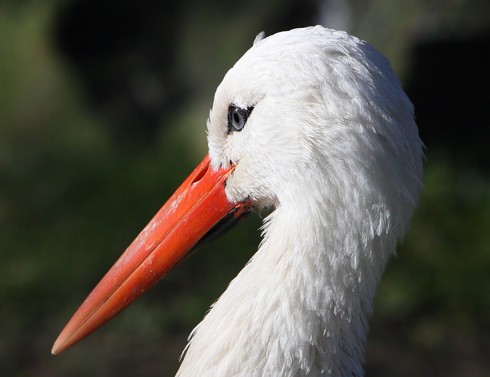 Klapperstorch