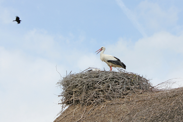 Klapperstorch