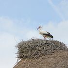 Klapperstorch