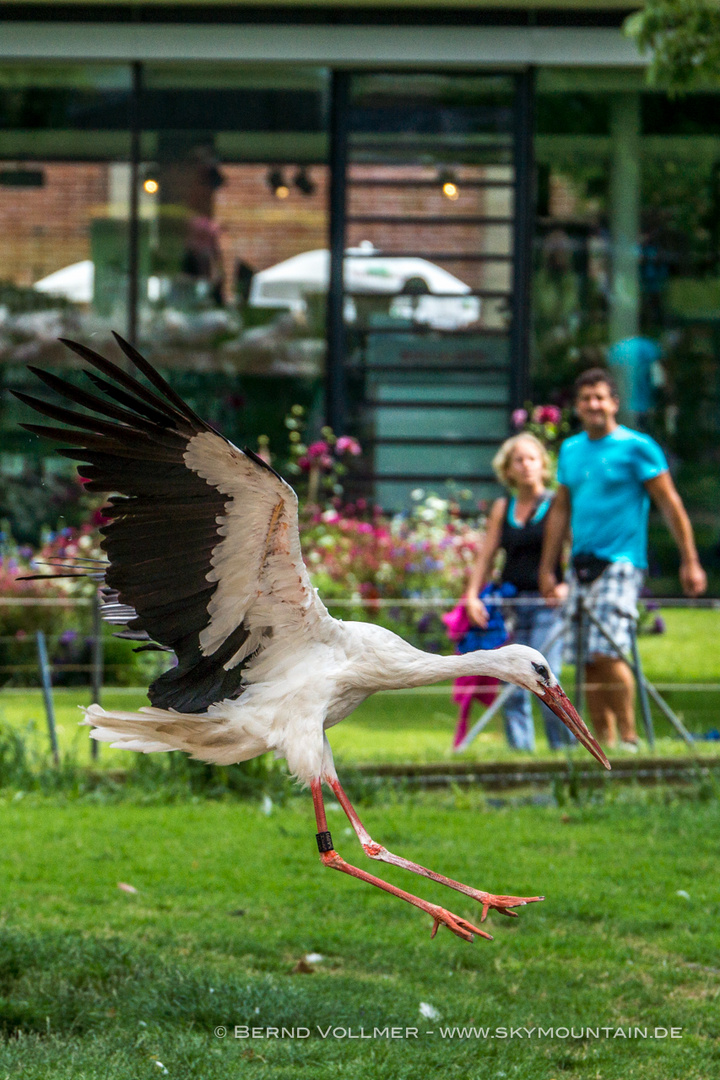 Klapperstorch-Freuden oder wenn der Klapperstorch landet!