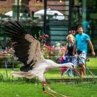 Klapperstorch-Freuden oder wenn der Klapperstorch landet!