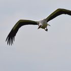 Klapperstorch im Anflug