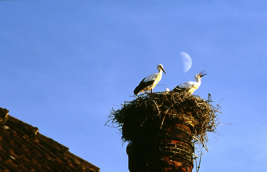 Klapperstorch im Mondschein