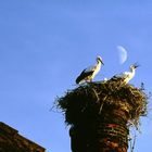 Klapperstorch im Mondschein