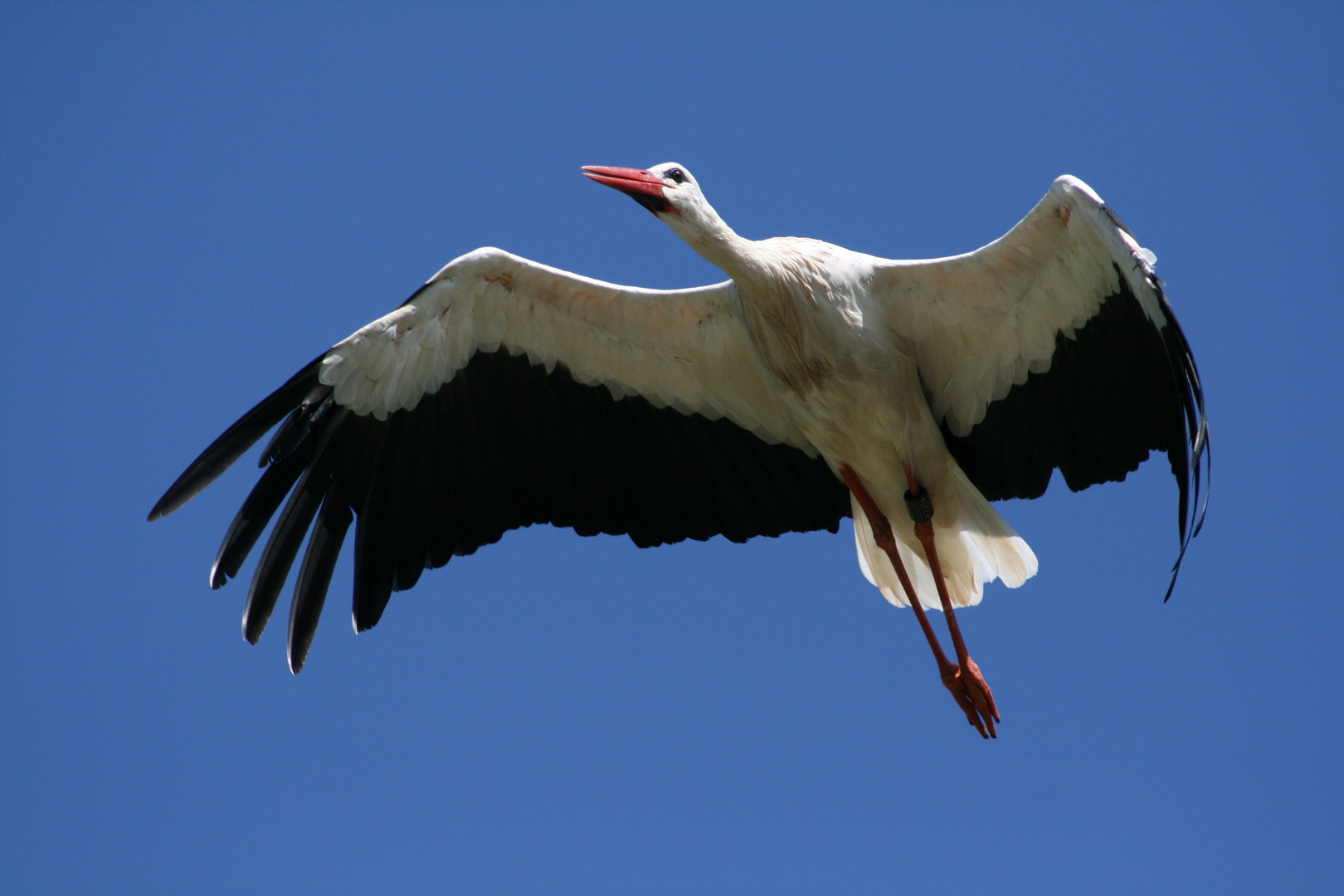 Klapperstorch ohne Baby