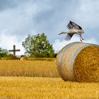 Klapperstorch ohne Baby