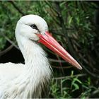 Klapperstorch (Weißstorch)