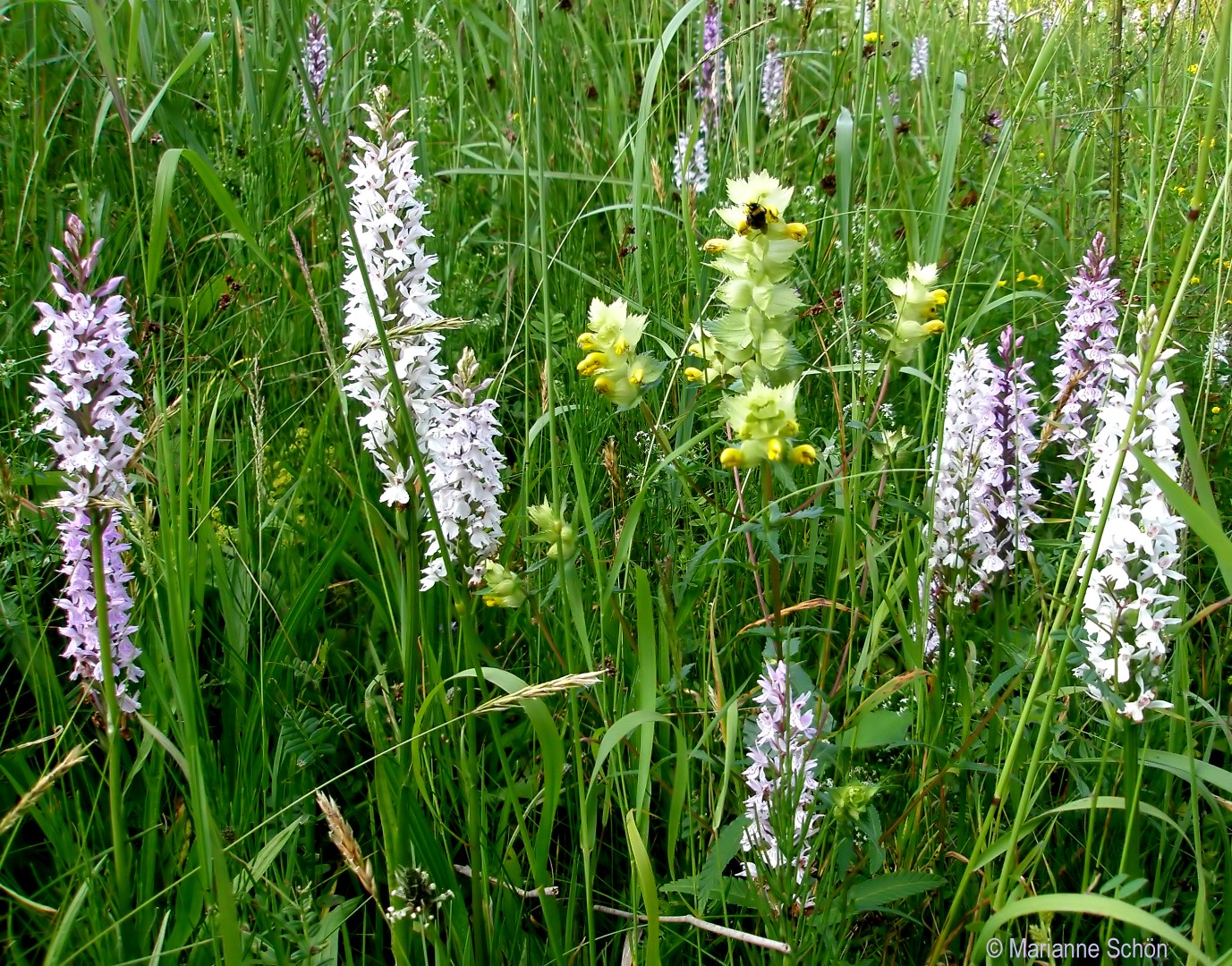 Klappertopf und Orchideen