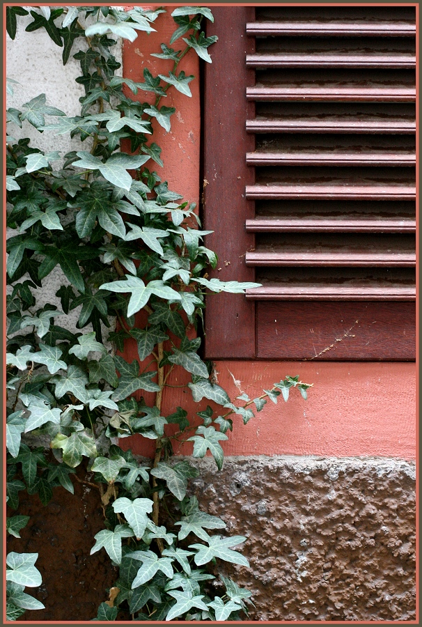 Klappfensterladen mit Efeu