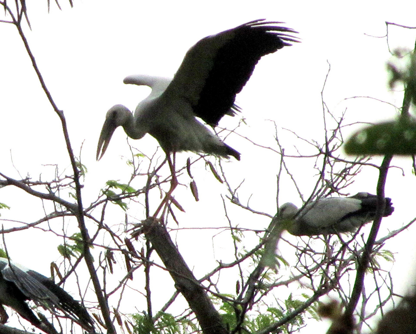 Klappschnabelstorch in typischer Pose