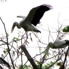 Klappschnabelstorch in typischer Pose