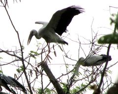 Klappschnabelstorch in typischer Pose