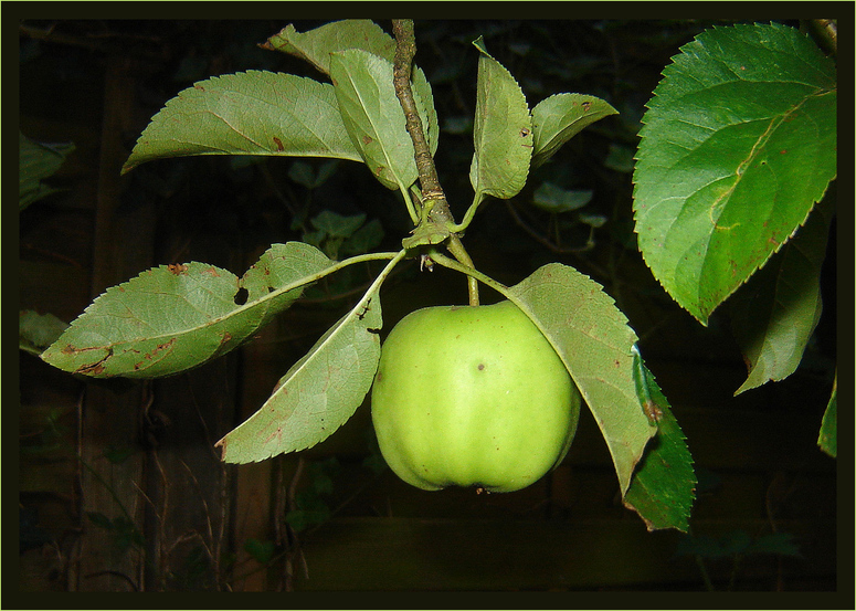 Klar-Apfel