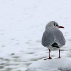 Klar hab ich einen Vogel!!!