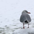 Klar hab ich einen Vogel!!!