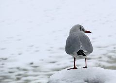 Klar hab ich einen Vogel!!!