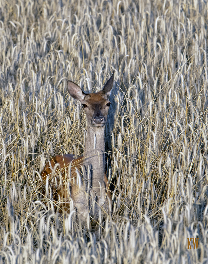 Klara, das führendeAlttier