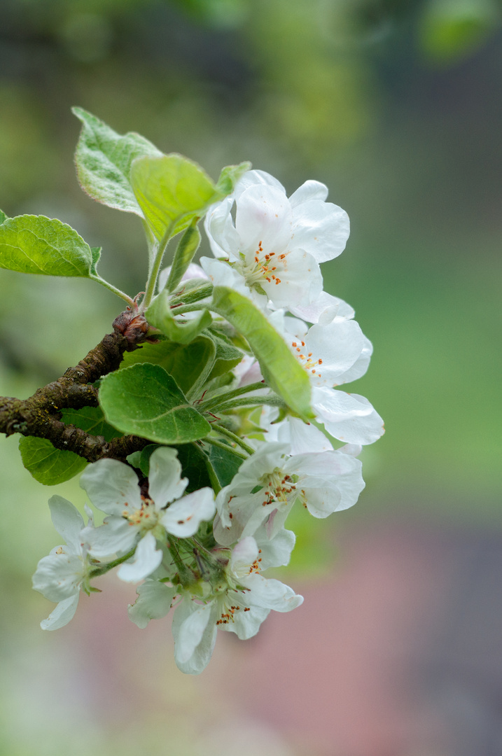 Klarapfelblüte