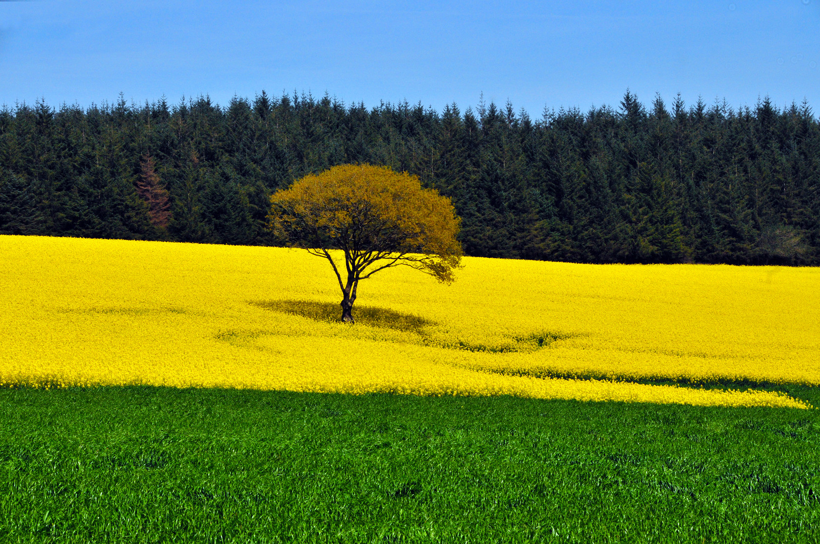 klare Farben