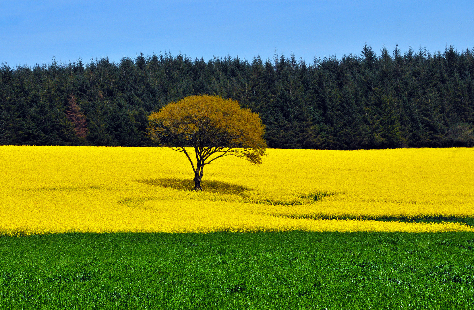 klare Farben-gerade gerückt