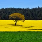 klare Farben-gerade gerückt