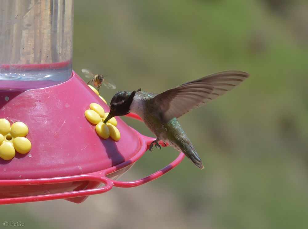 klare Hierarchie Foto & Bild tiere, wildlife, wild lebende vögel
