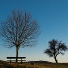 Klare Luft, blauer Himmel und Bäume im Dezember