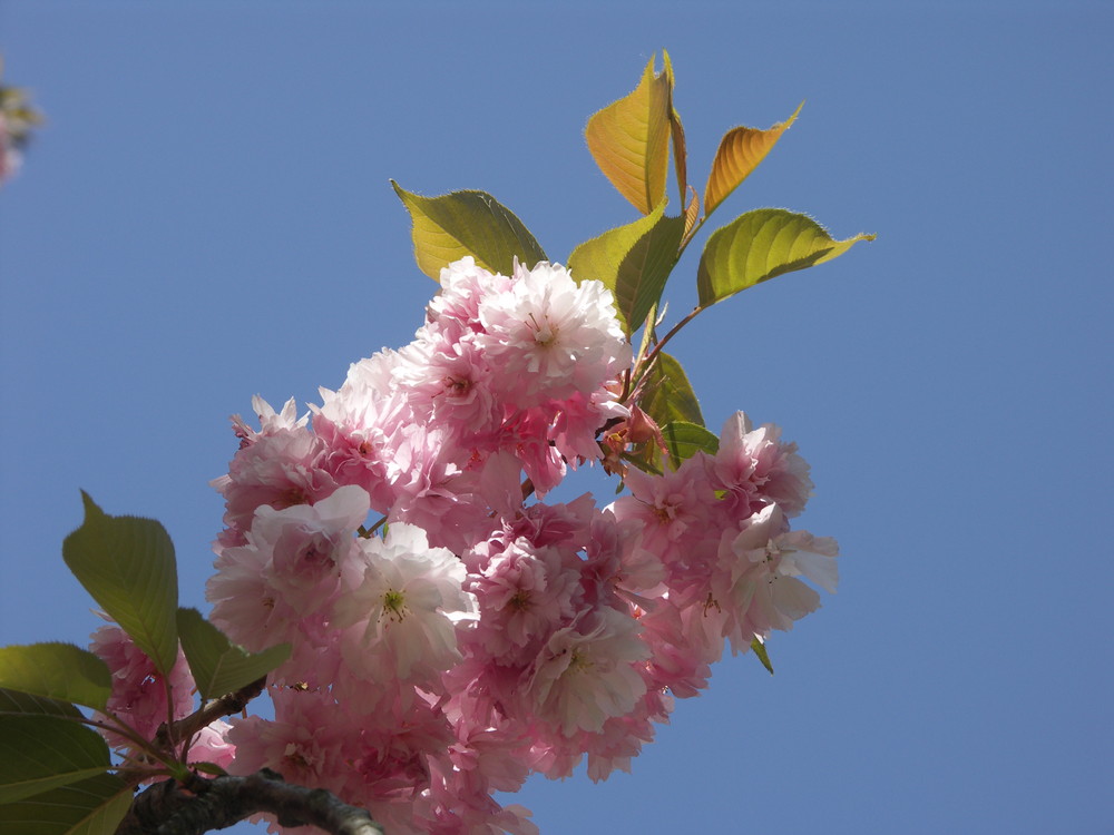 Klare Schönheit der Blüten