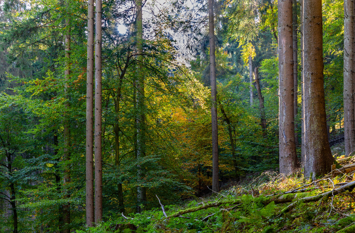 Klare Sicht, nachdem der Nebel sich lichtete