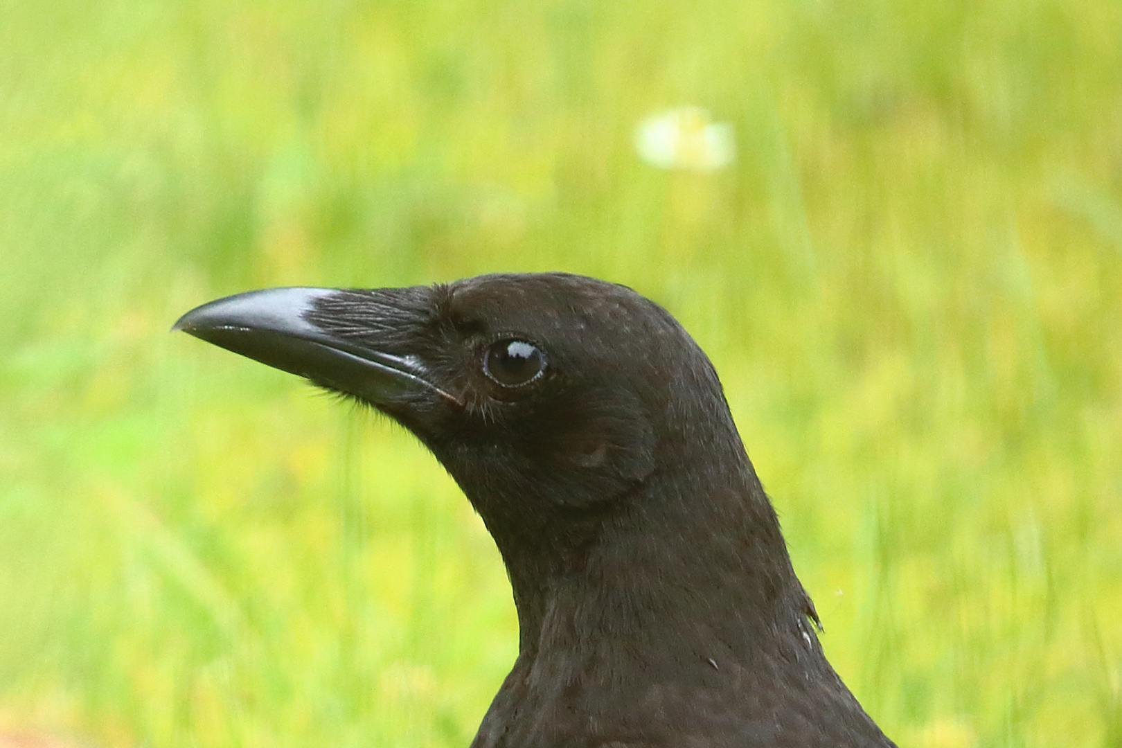 Klarer Blick