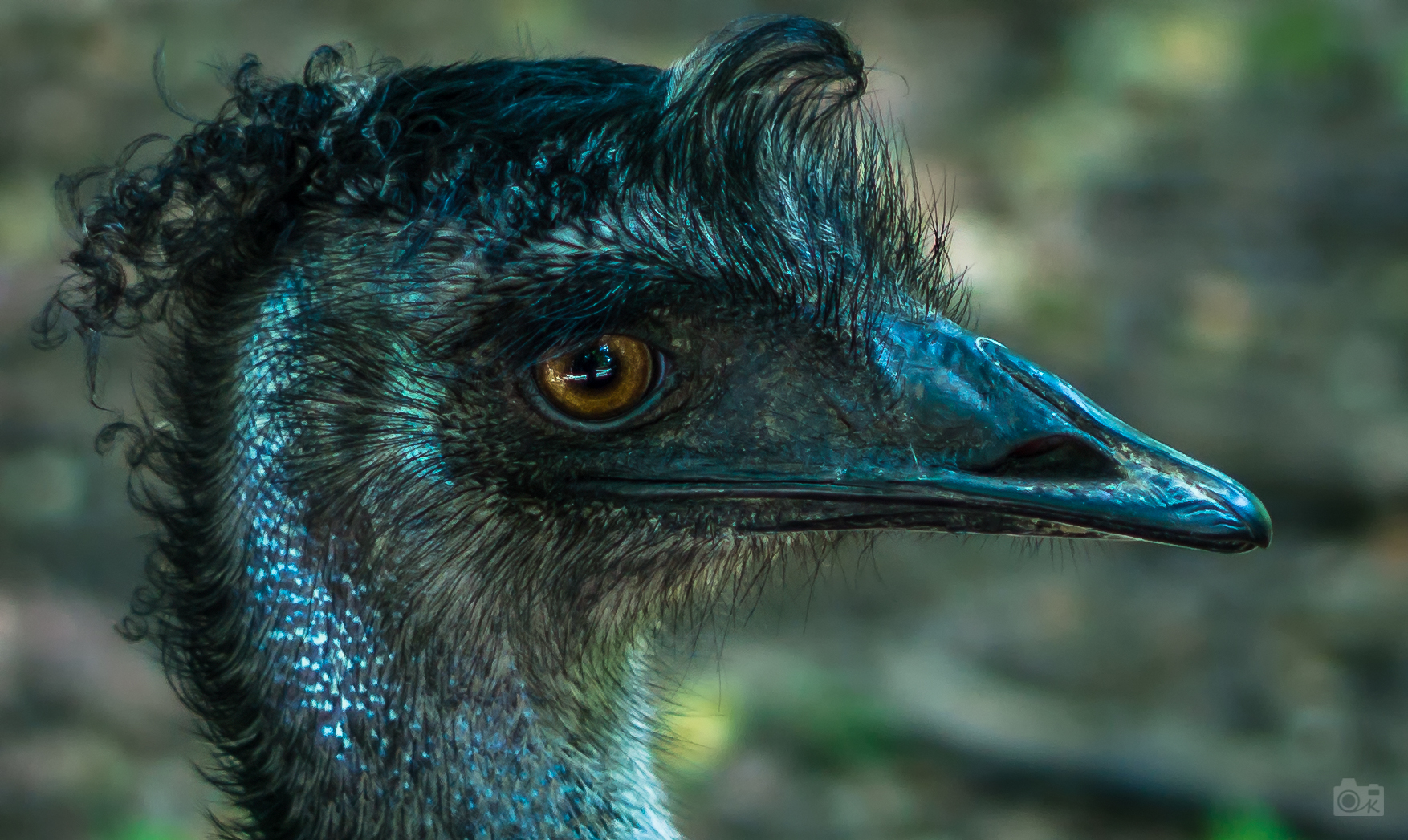 Klarer Blick des Emu