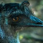 Klarer Blick des Emu