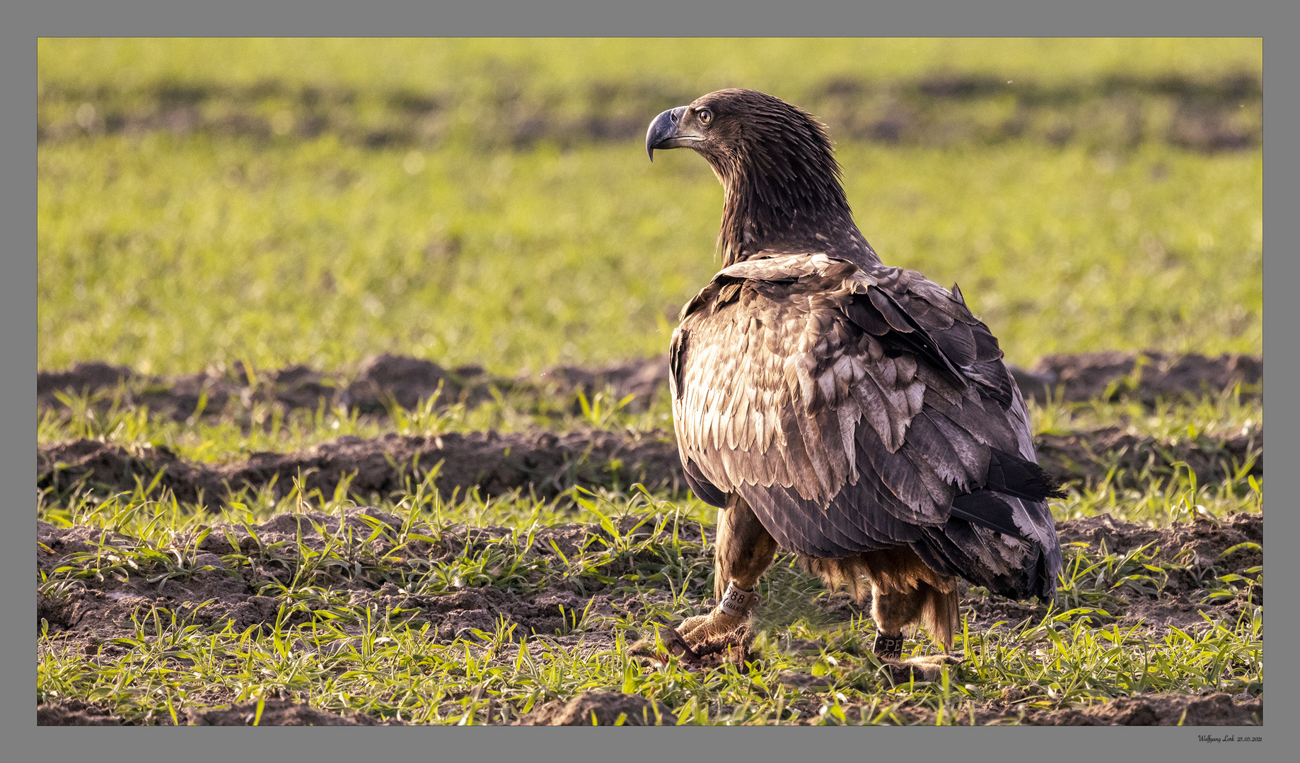 Klarer Blick