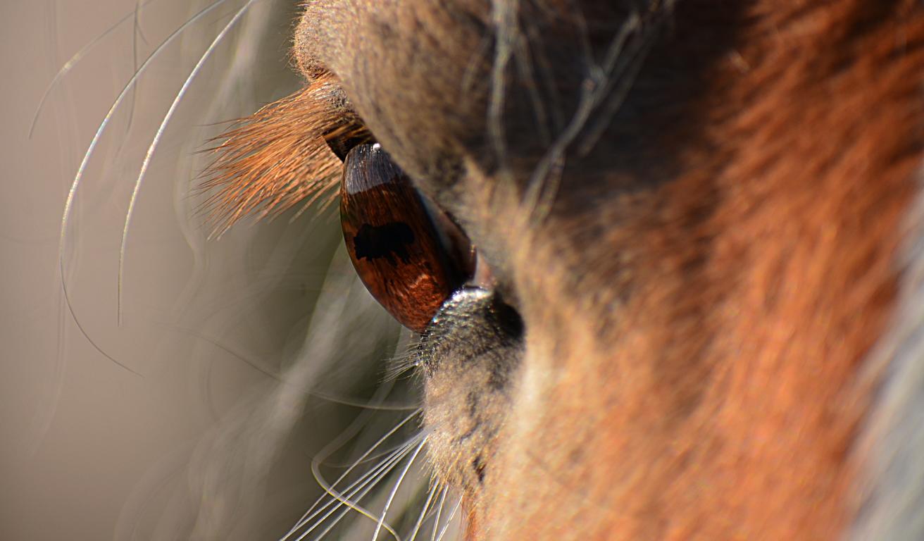 klarer Blick