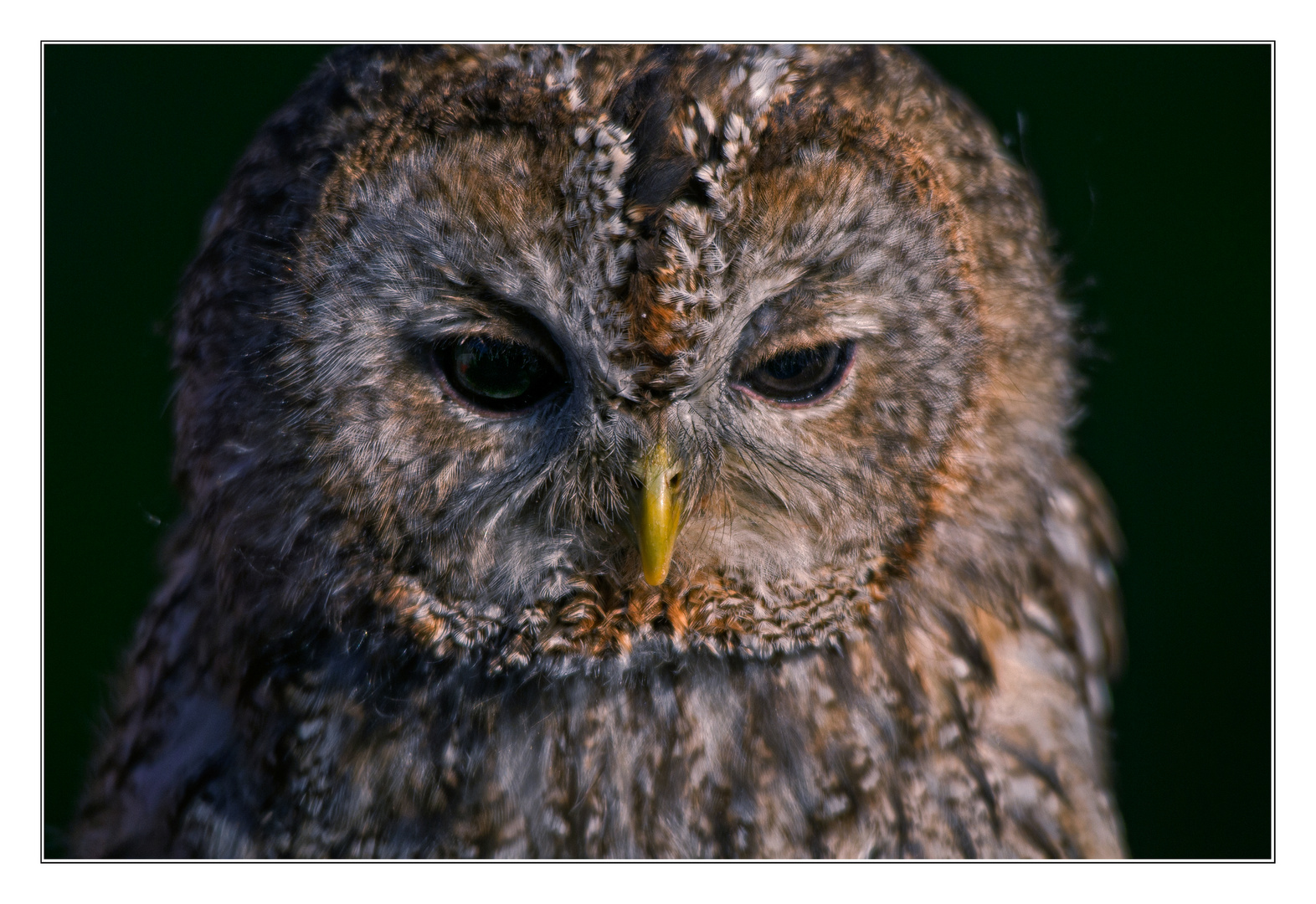 klarer Blick, geradeaus