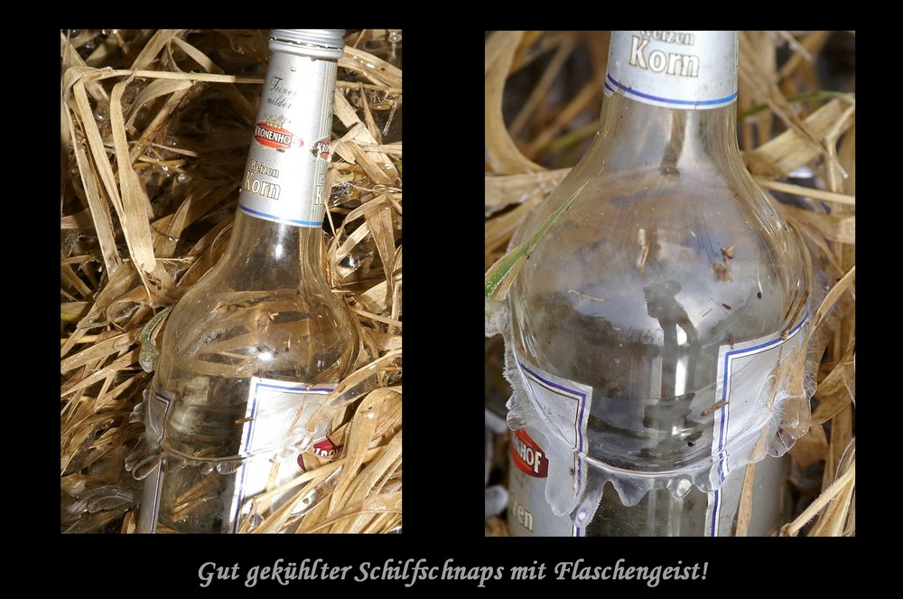 Klarer Schilfschnaps mit Flaschengeist