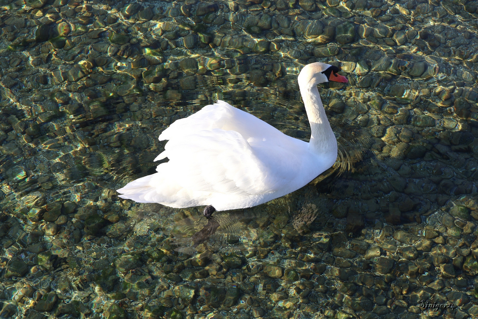 Klares Wasser und ein Schwan