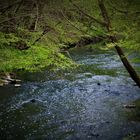 Klares Wasser und zart grüne Blätter über dem kleinen Bach