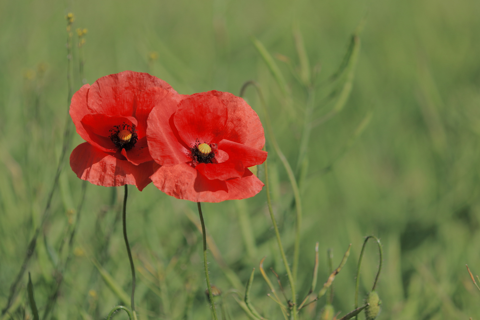 Klaschmohn