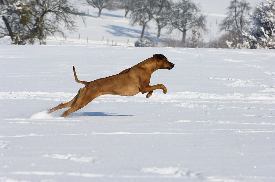 .....klasse Schnee....