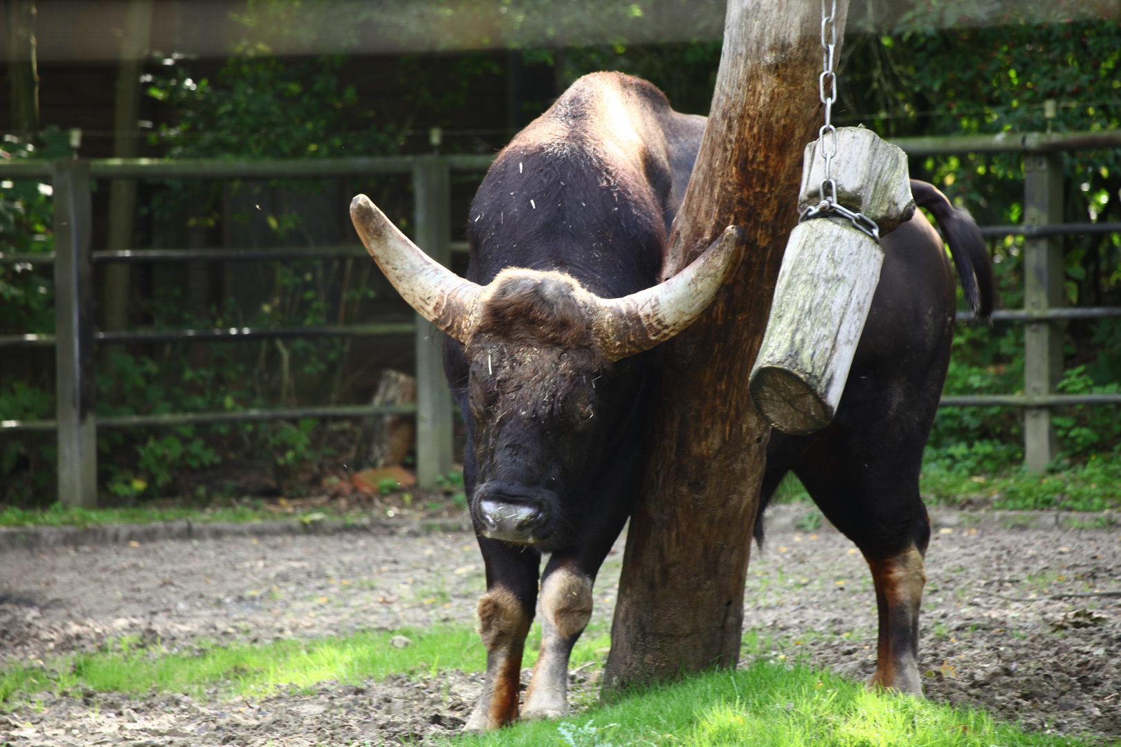 Klasse und Masse, der Gaur