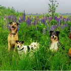 Klassenausflug der Hundeschule zu den Mittwochsblümchen