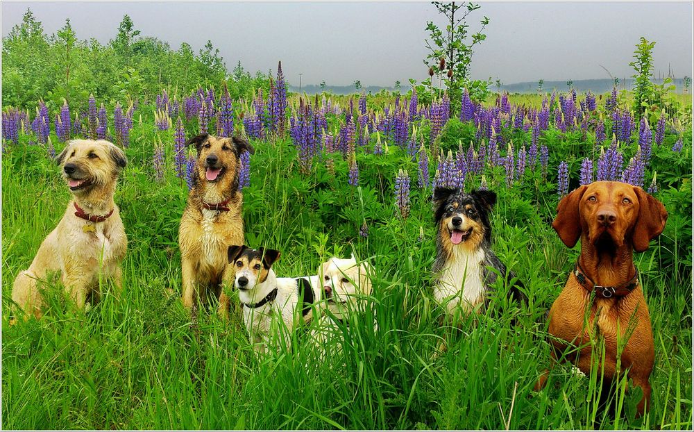 Klassenausflug der Hundeschule zu den Mittwochsblümchen