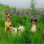 Klassenausflug der Hundeschule zu den Mittwochsblümchen