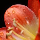 klassiche Blüte mit Wasser