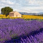 Klassiker der Provence